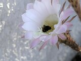 cactus-roger_002