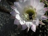 cactus-roger_004