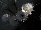 cactus-roger_009