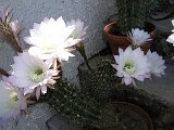cactus-roger_010