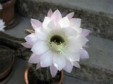 cactus-roger_011