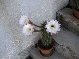 cactus-roger_016