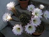 cactus-roger_017