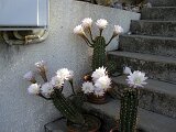 cactus-roger_018