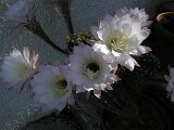 cactus-roger_019