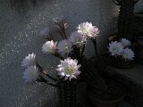 cactus-roger_023