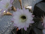 cactus-roger_024