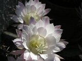 cactus-roger_025