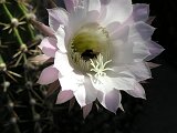 cactus-roger_026