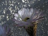 cactus-roger_028
