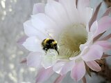 cactus-roger_030