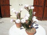 cactus-roger_031