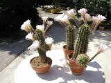 cactus-roger_032