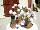 cactus-roger_033