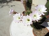 cactus-roger_034